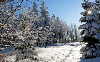 следы, ель, снег, природа, зима, фото, деревья