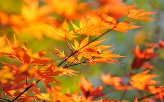 листья, осень, Ветка, клен