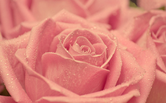 Роза, лепестки, розовая, бутон, красота, капли