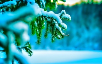 елка, снег, холод, иголки, макро, зима, веточки, природа