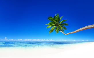 summer, tropical, coast, palm, песок, пляж, тропики, paradise, beach, sea, ocean